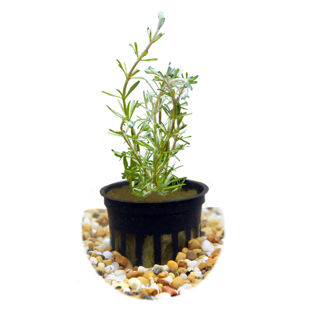 HydrOasis™ Aquatic Plants Rotala Wallichii