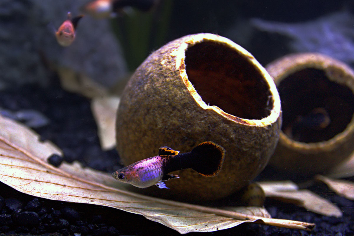 ReptiFauna™ Wood Apple pod in aquarium with guppies