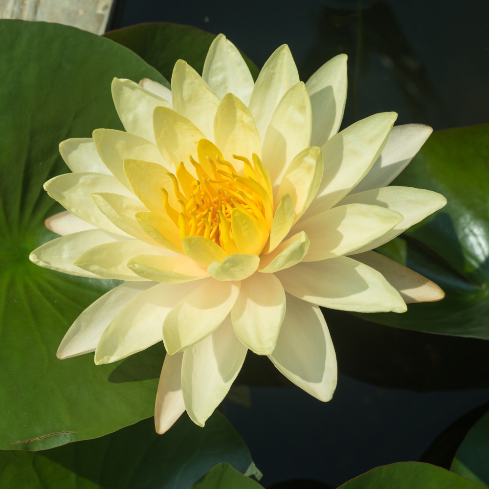 HydrOasis™ Yellow Hardy Water Lily flower
