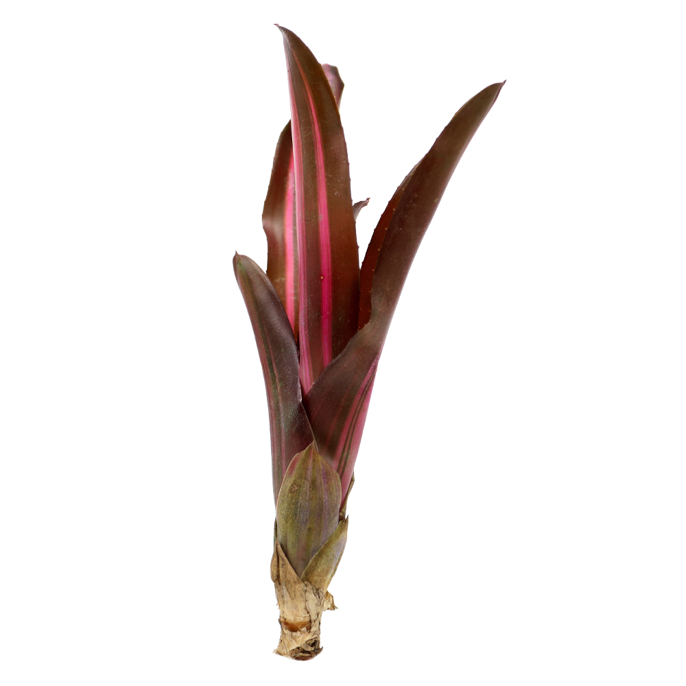 ReptiFauna™ Bordeaux Bromeliad