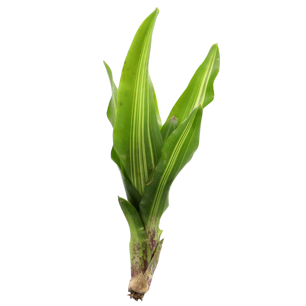 ReptiFauna™ Broken Heart Bromeliad