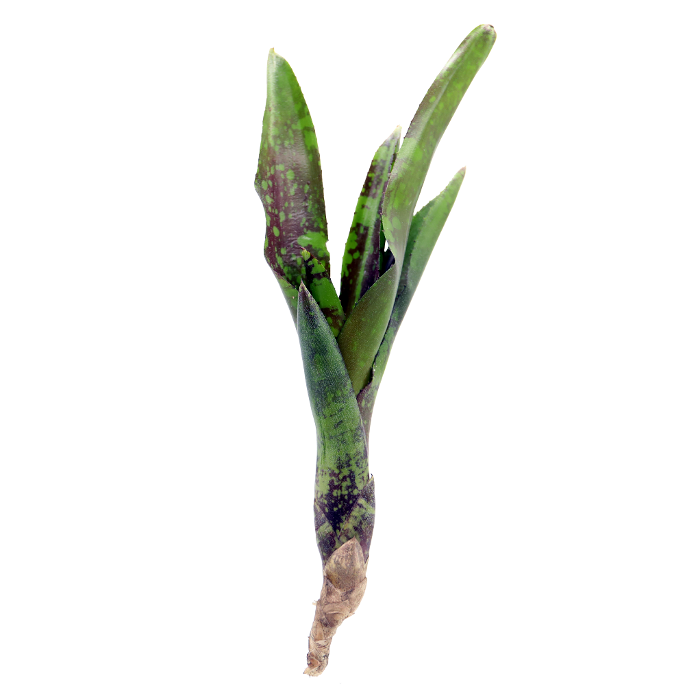 ReptiFauna™ Guacamole Bromeliad