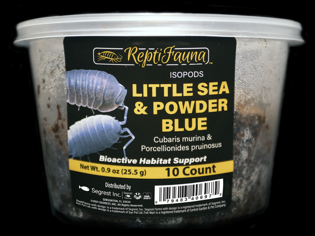 Little Sea & Powder Blue