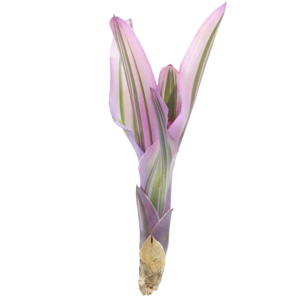 ReptiFauna™ Pink Magic Bromeliad