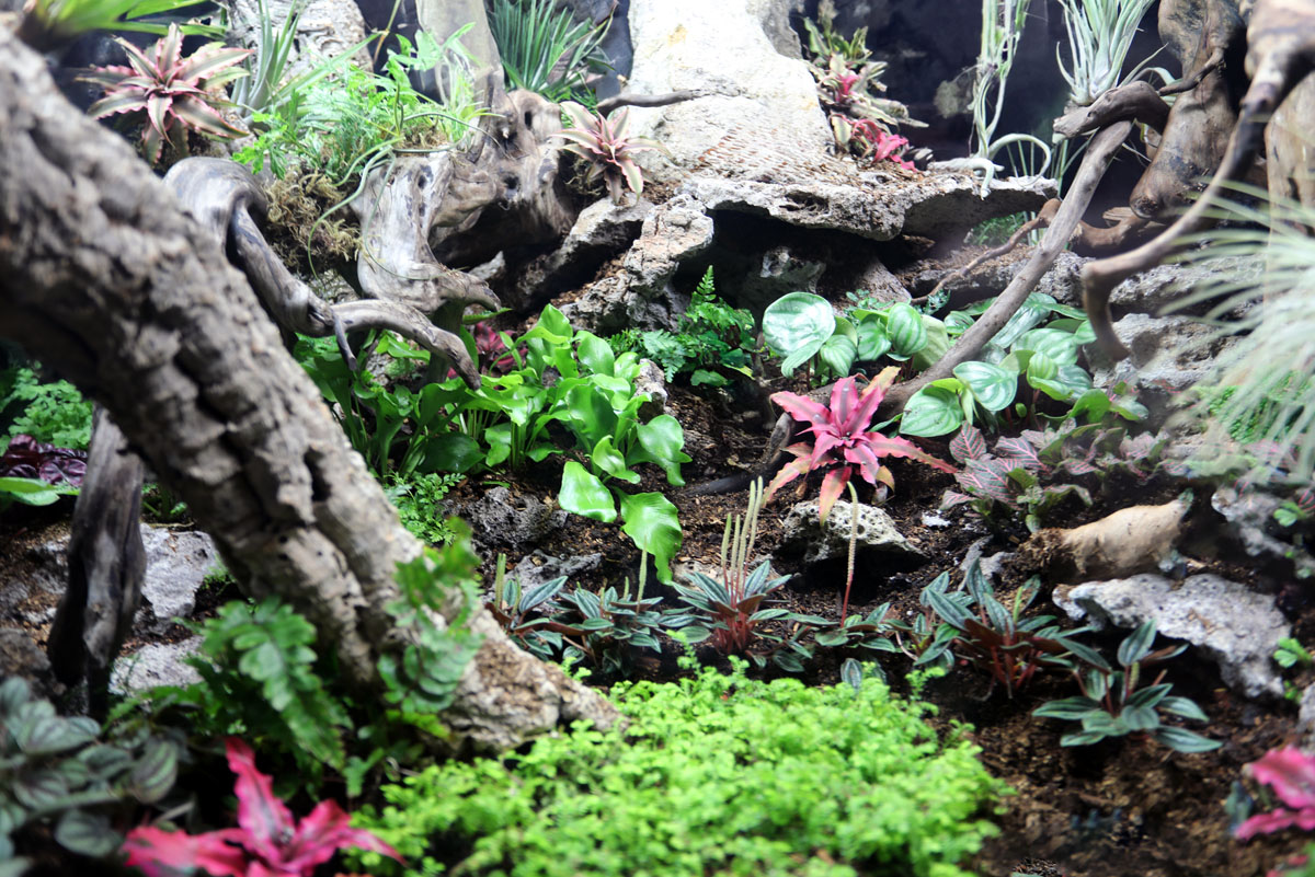 ReptiFauna™ Bioactive Plants in reptile terrarium