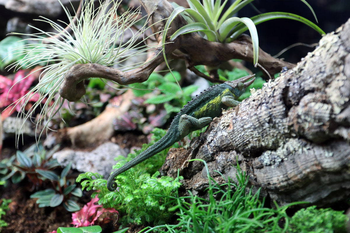 ReptiFauna™ Bioactive Plants in reptile terrarium, Jackson Chameleon