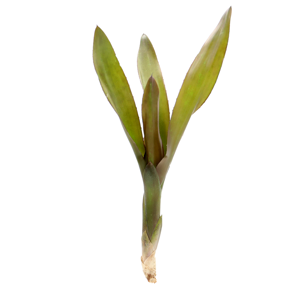 ReptiFauna™ Voodoo Doll Bromeliad
