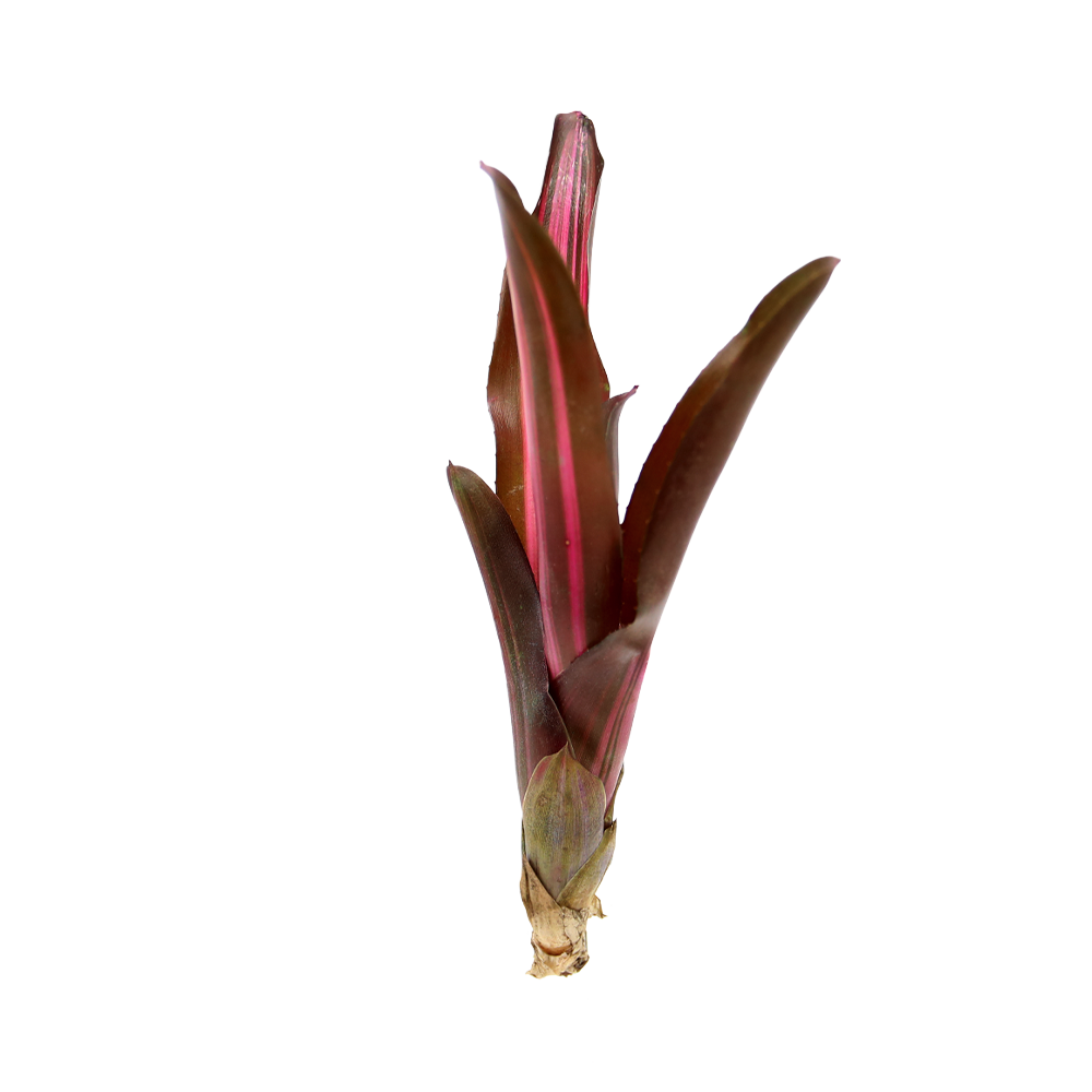 ReptiFauna Bordeaux Bromeliad