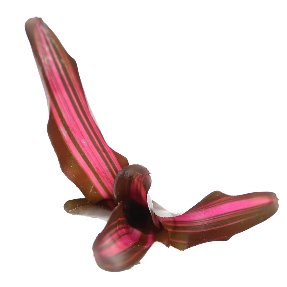 ReptiFauna Bordeaux Bromeliad