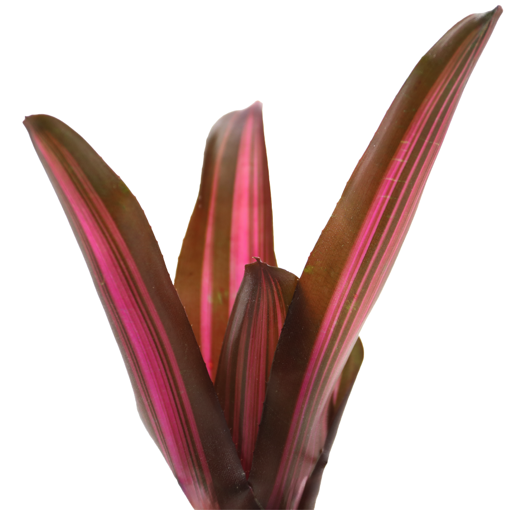 ReptiFauna Bordeaux Bromeliad