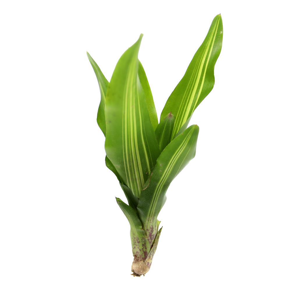 ReptiFauna Broken Heart Bromeliad