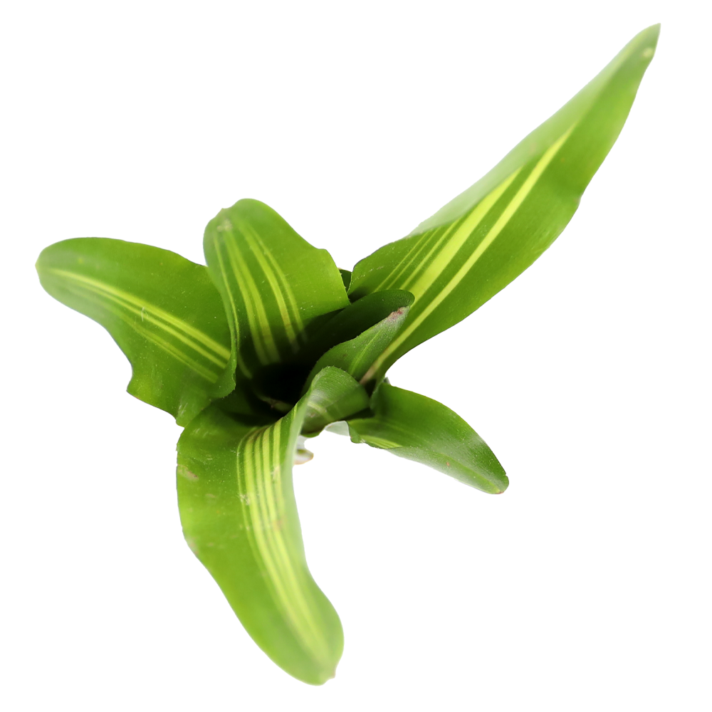 ReptiFauna Broken Heart Bromeliad