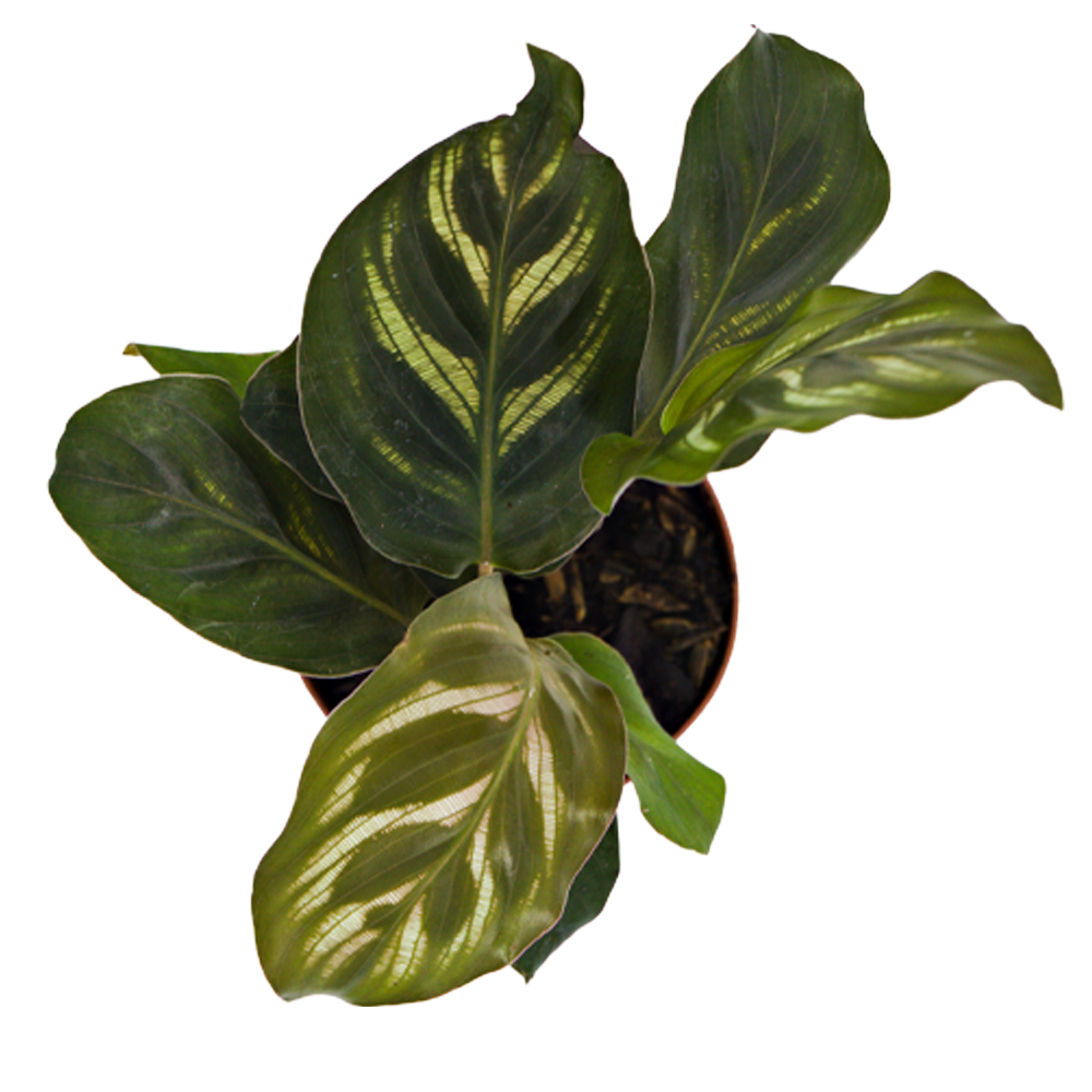 ReptiFauna Assorted Calathea