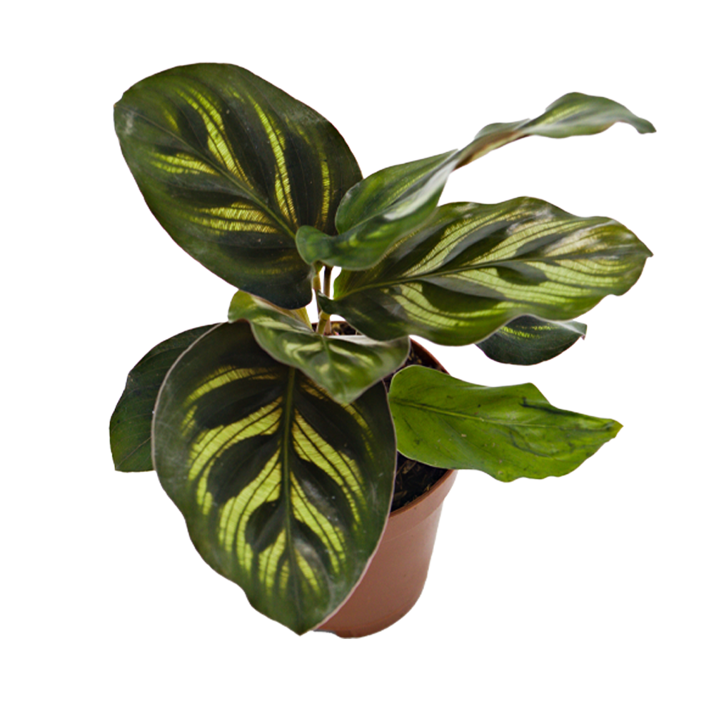 ReptiFauna Assorted Calathea