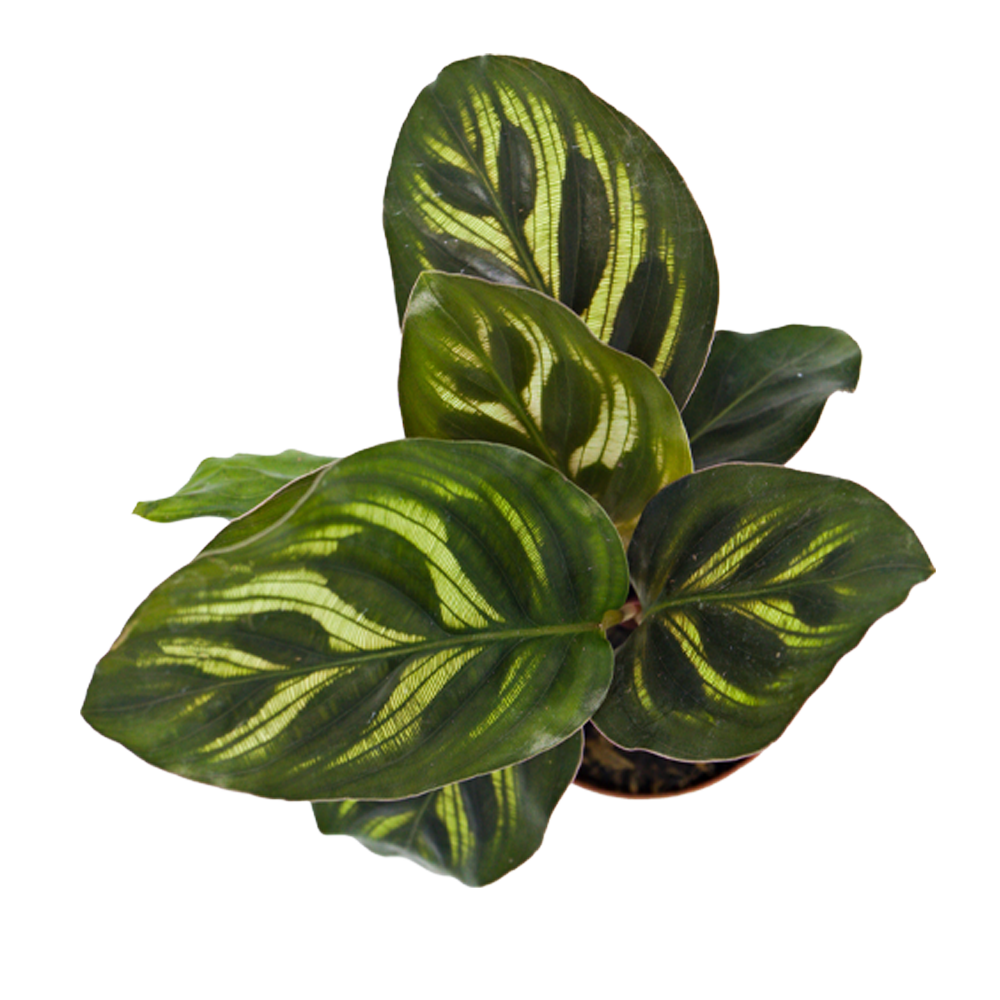 ReptiFauna Assorted Calathea