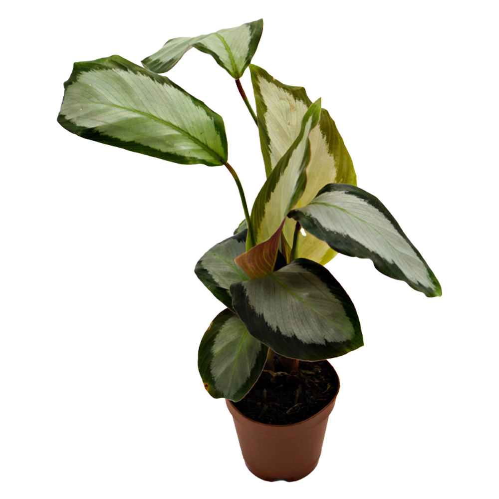 ReptiFauna Assorted Calathea