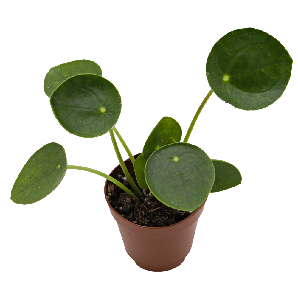 ReptiFauna Chinese Money Plant