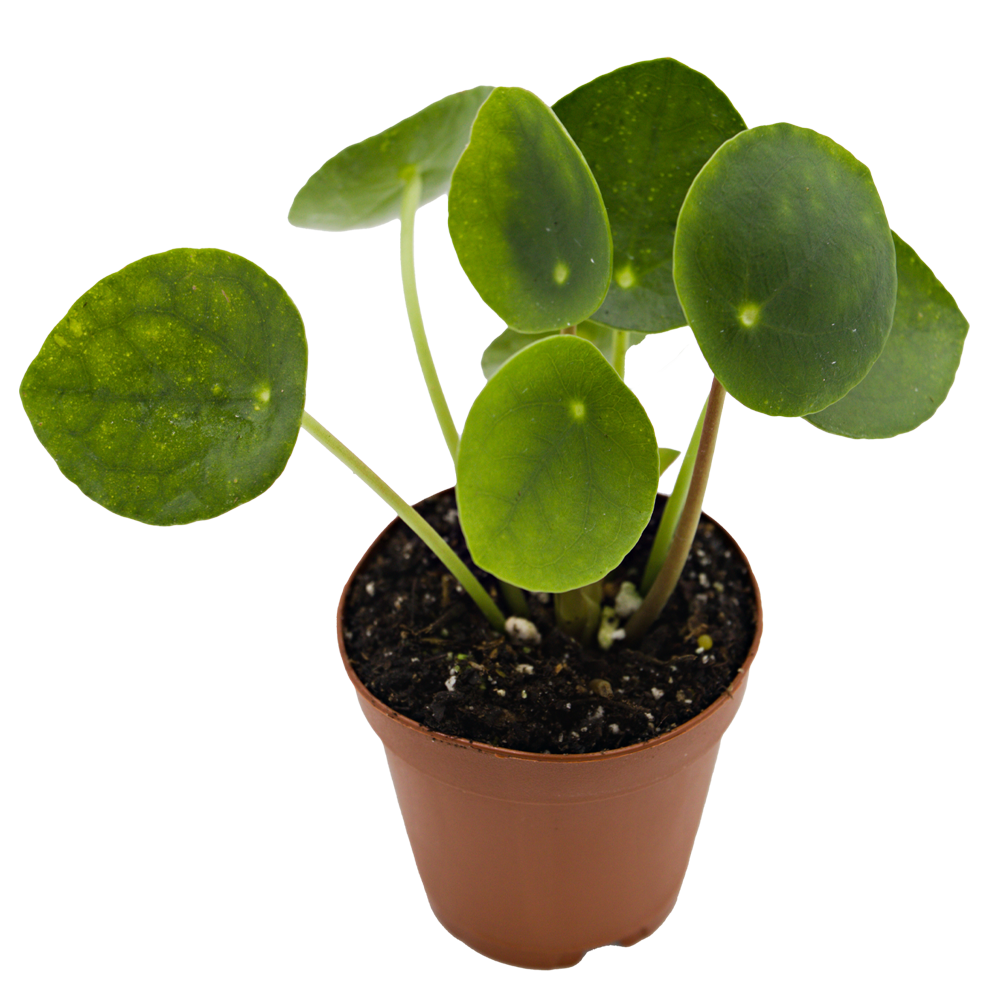 ReptiFauna Chinese Money Plant