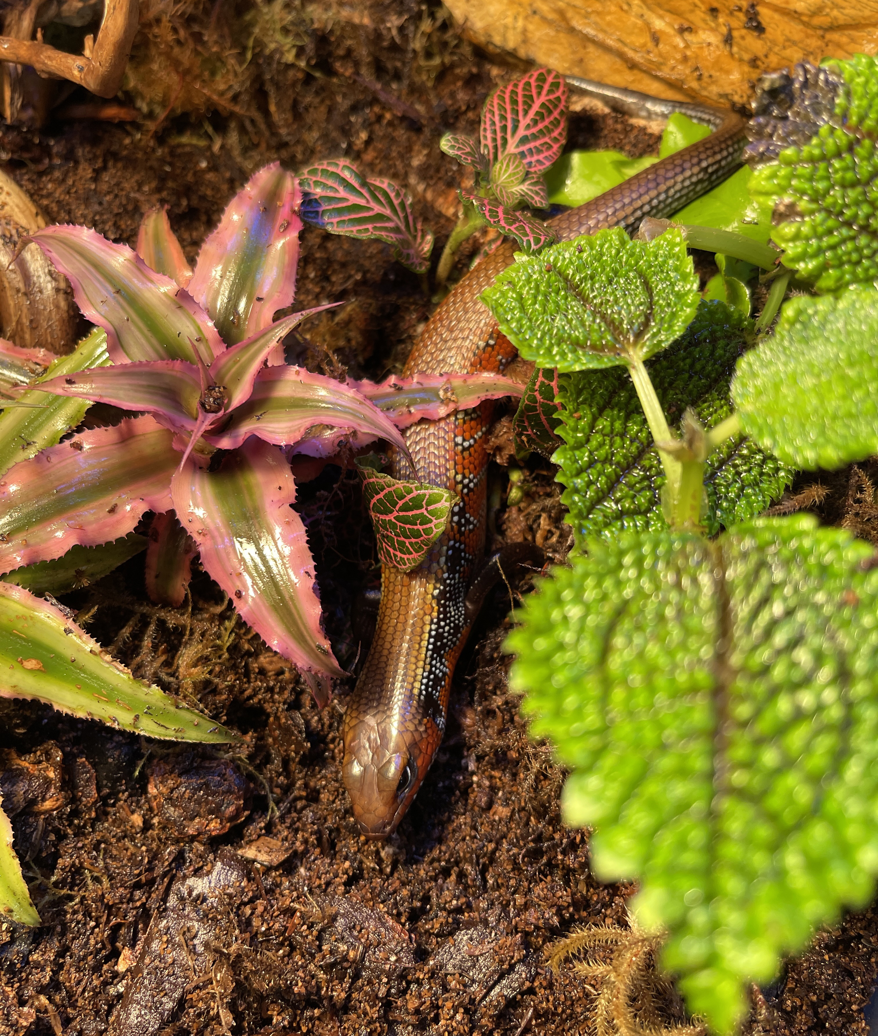 ReptiFauna™ Fern in reptile terrarium