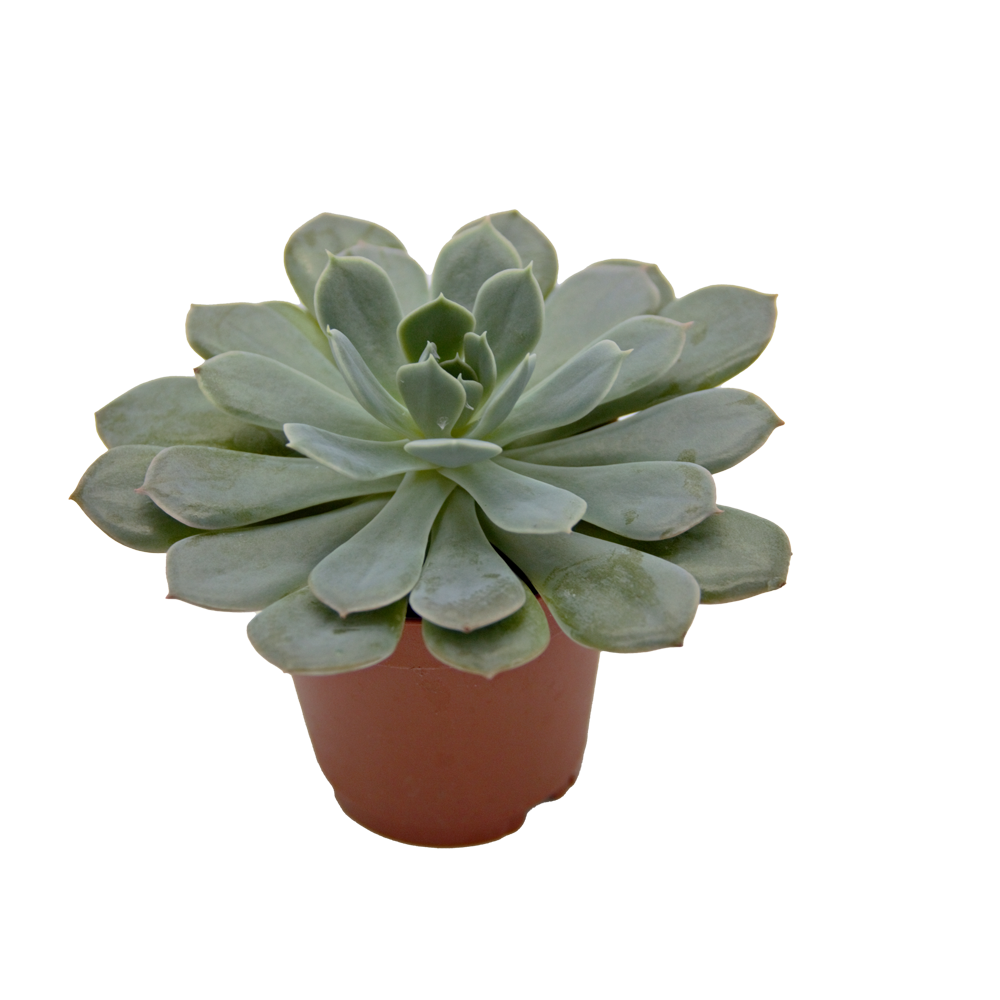 ReptiFauna Assorted Echeveria