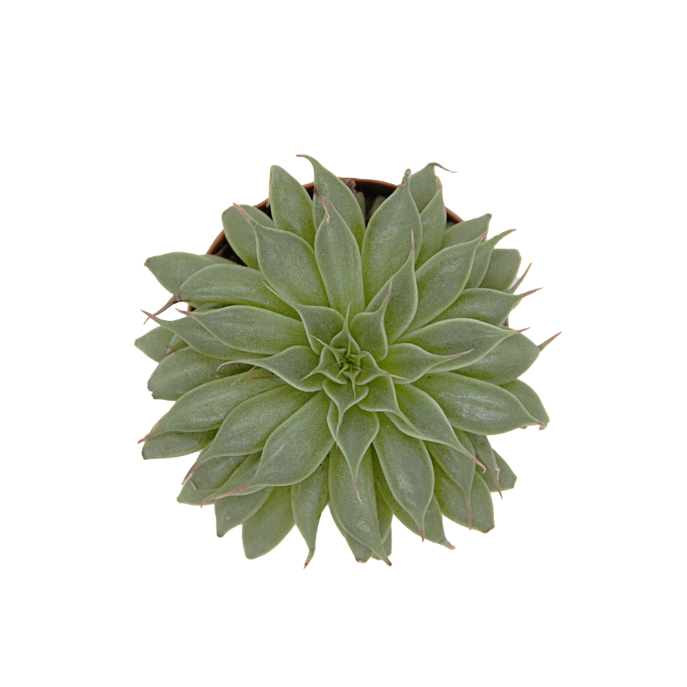 ReptiFauna Assorted Echeveria