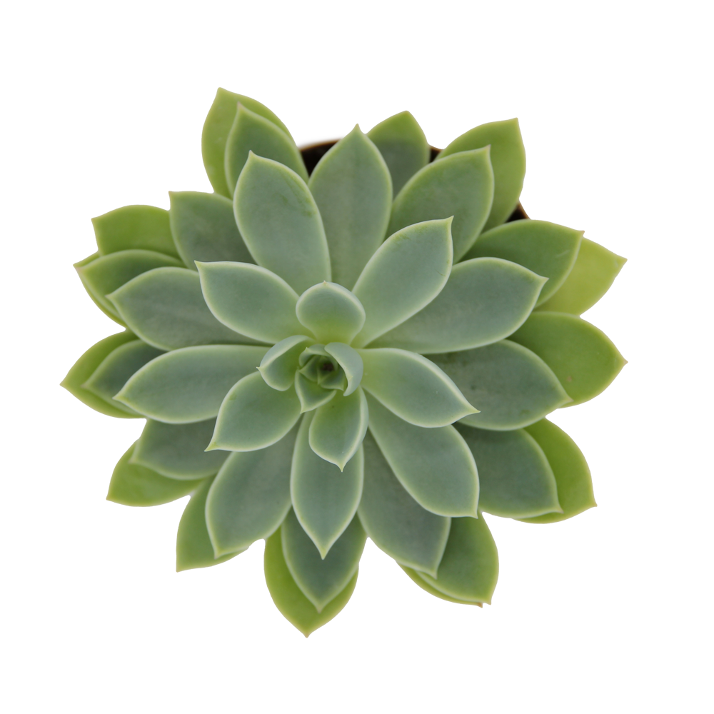 ReptiFauna Assorted Echeveria