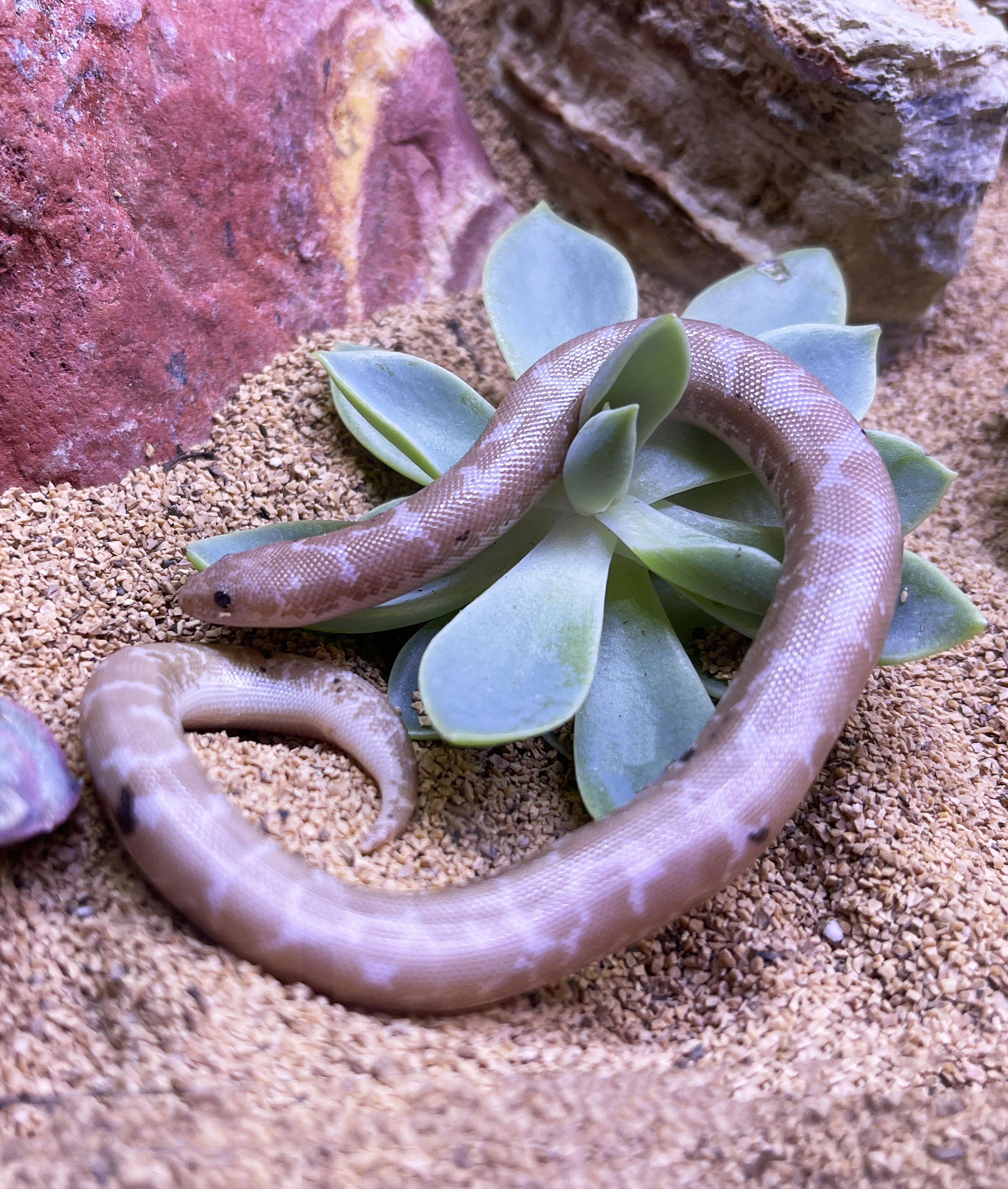 ReptiFauna™ Echeveria in reptile terrarium