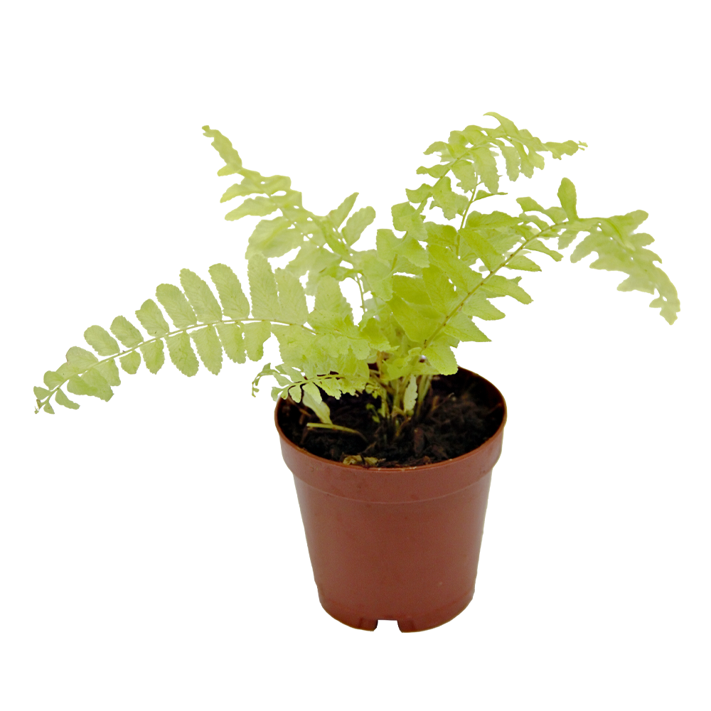 ReptiFauna Assorted Fern