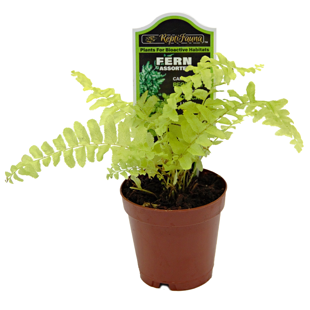 ReptiFauna Assorted Fern