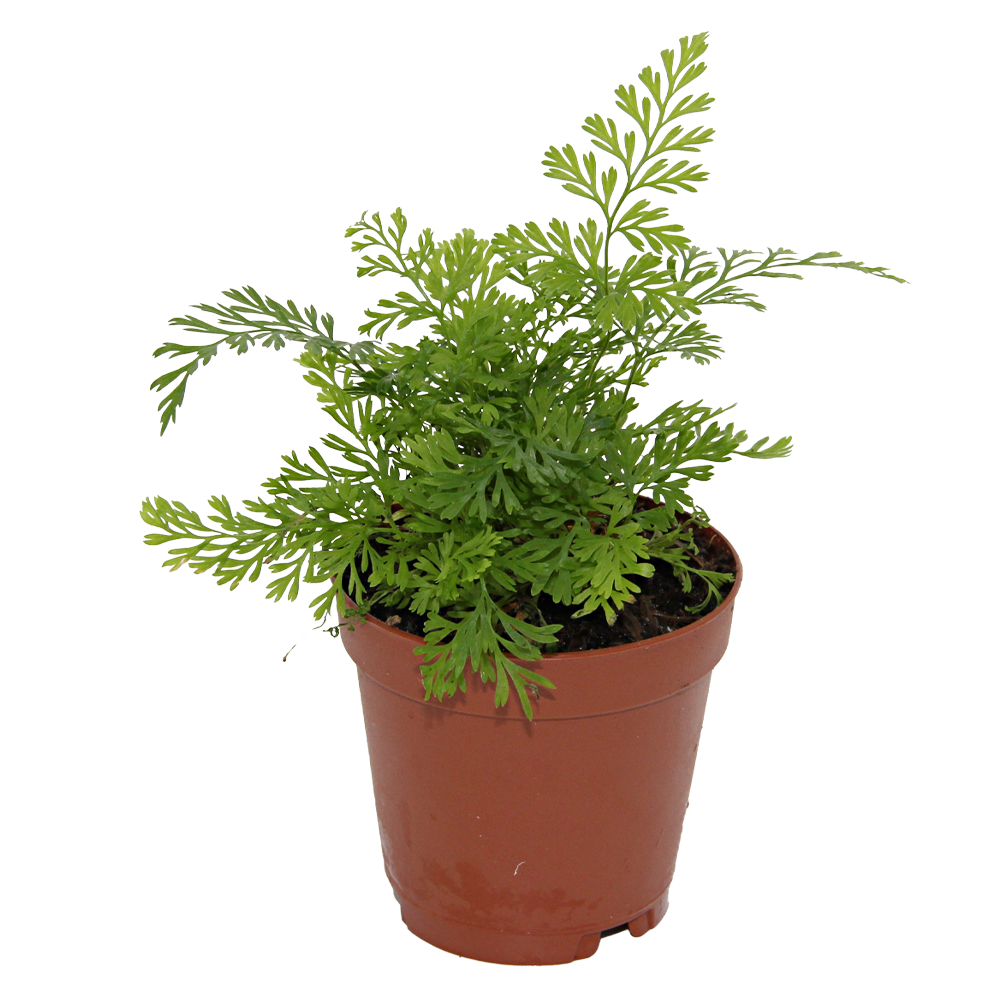 ReptiFauna Assorted Fern