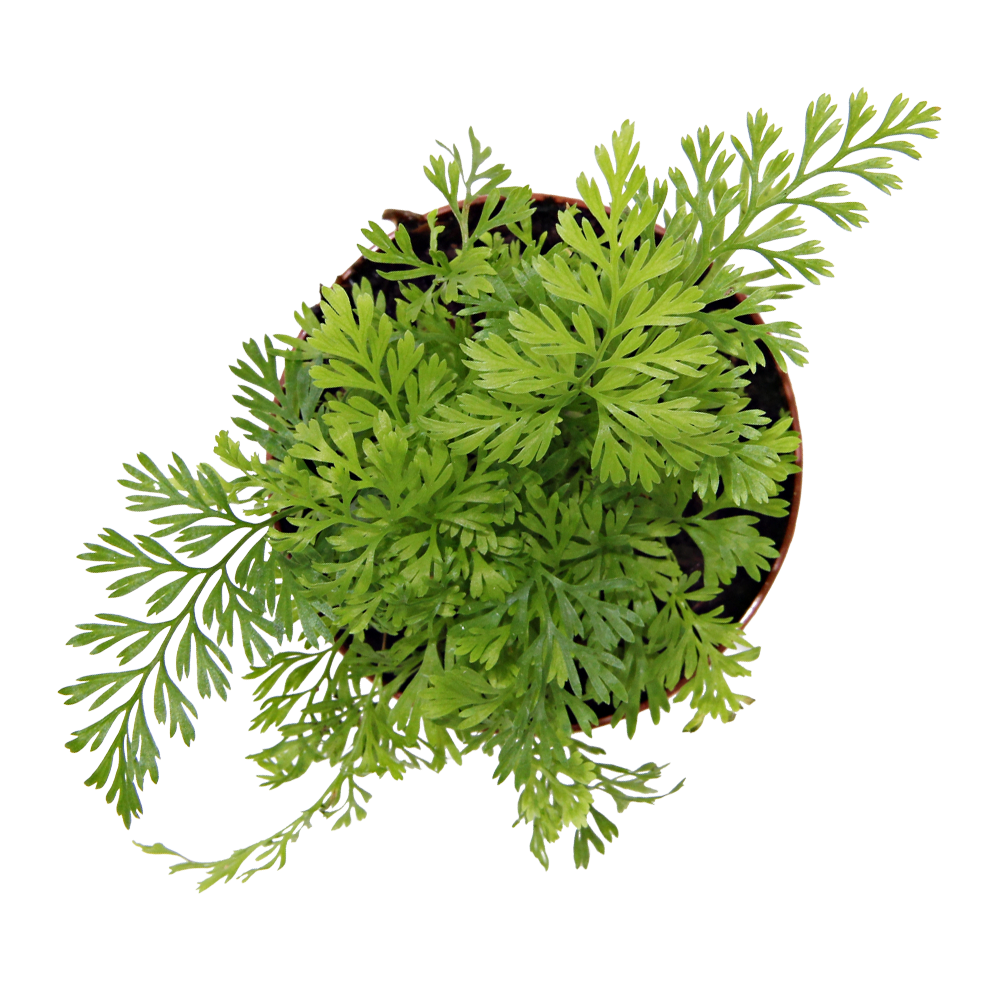 ReptiFauna Assorted Fern