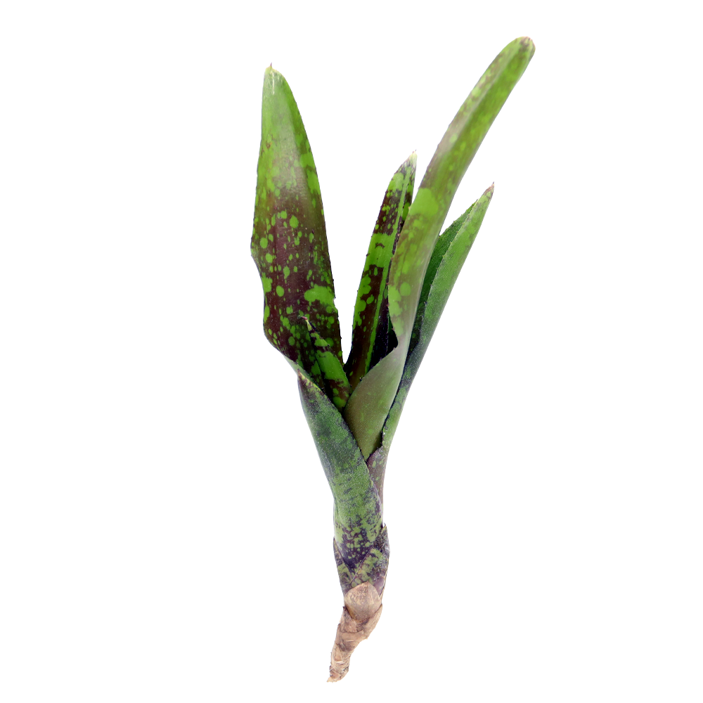 ReptiFauna Guacamole Bromeliad