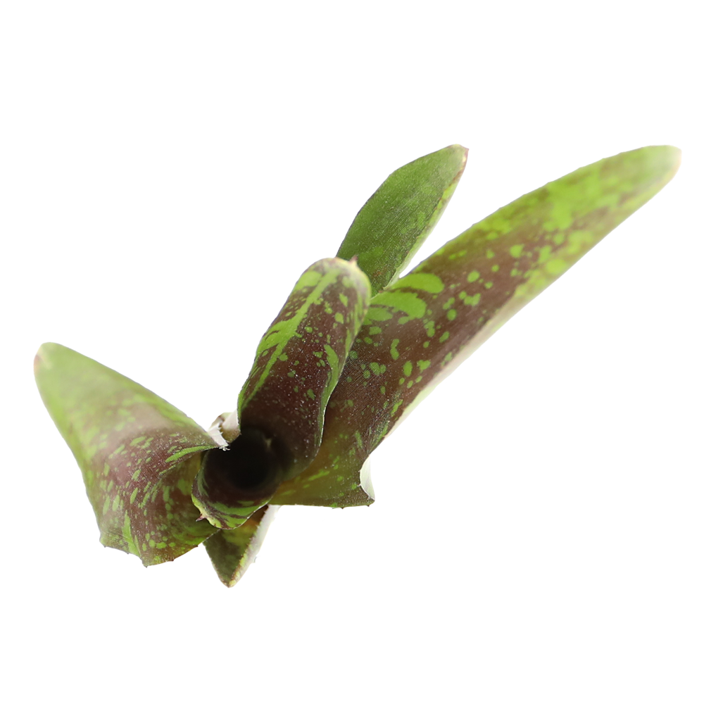 ReptiFauna Guacamole Bromeliad