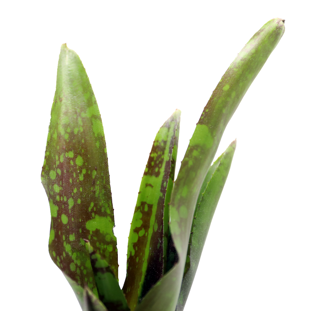 ReptiFauna Guacamole Bromeliad