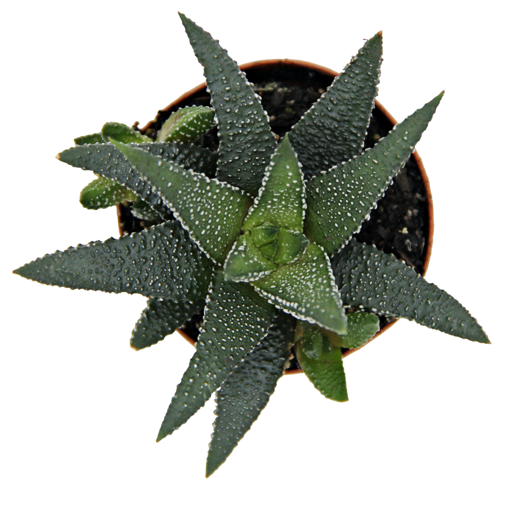 ReptiFauna™ Haworthia desert plant