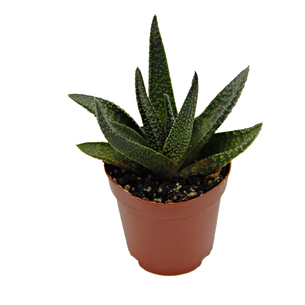 ReptiFauna™ Haworthia desert plant