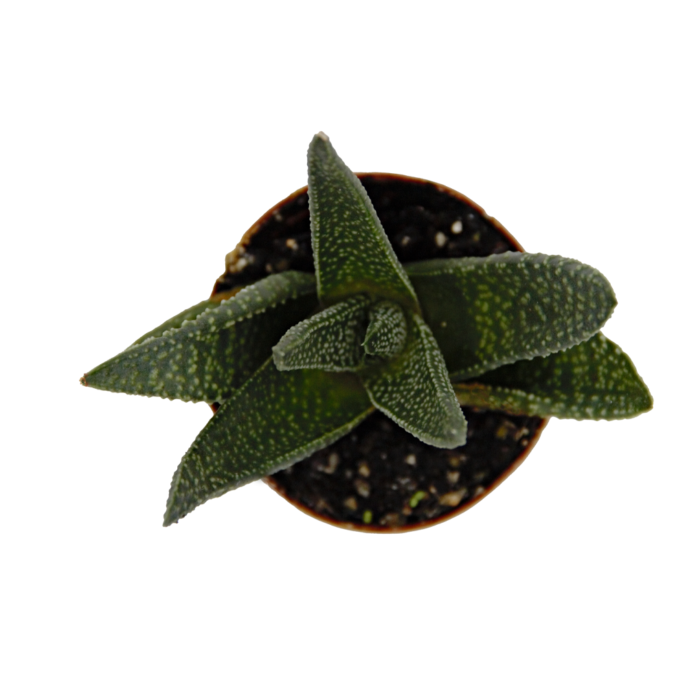 ReptiFauna™ Haworthia desert plant