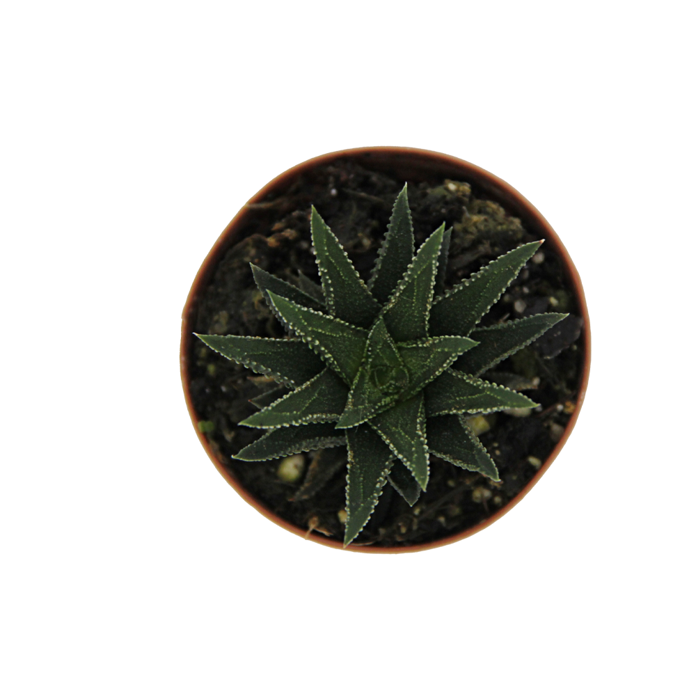 ReptiFauna™ Haworthia desert plant