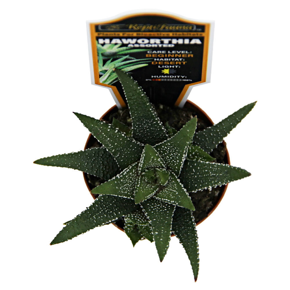 ReptiFauna™ Haworthia desert plant