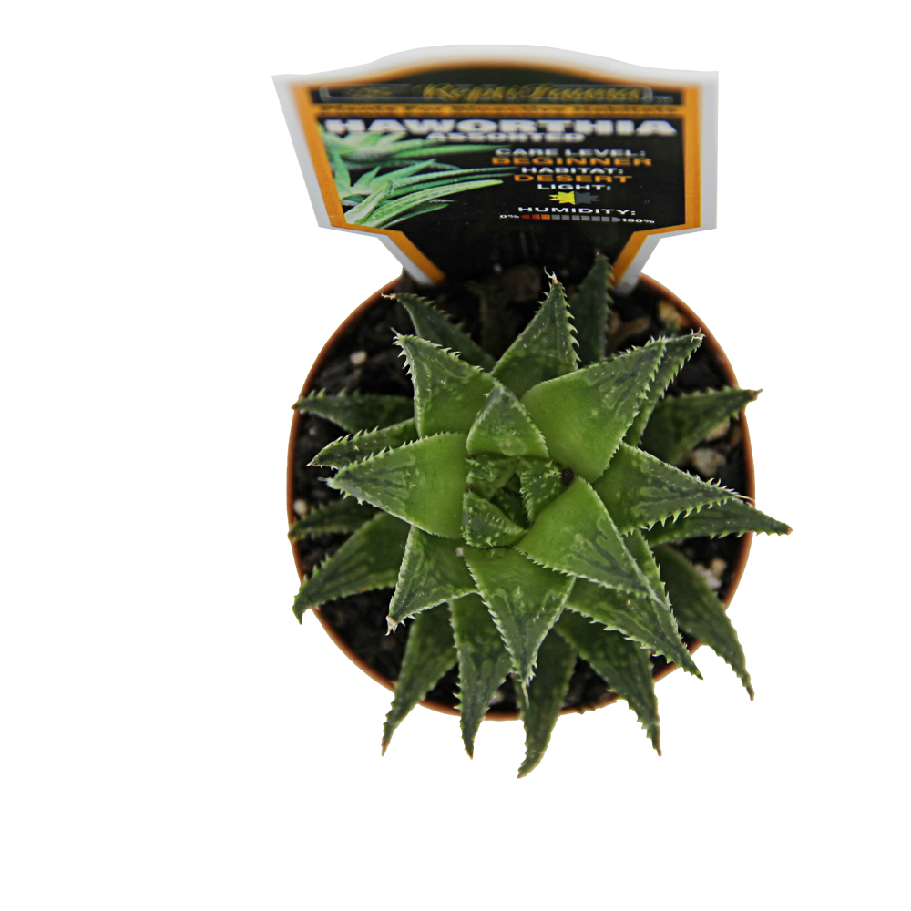 ReptiFauna™ Haworthia desert plant