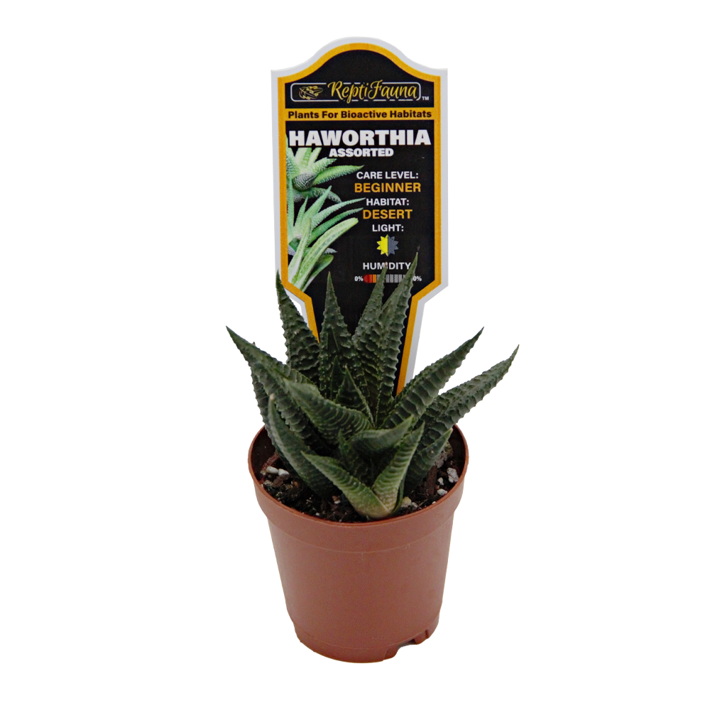 ReptiFauna™ Haworthia desert plant