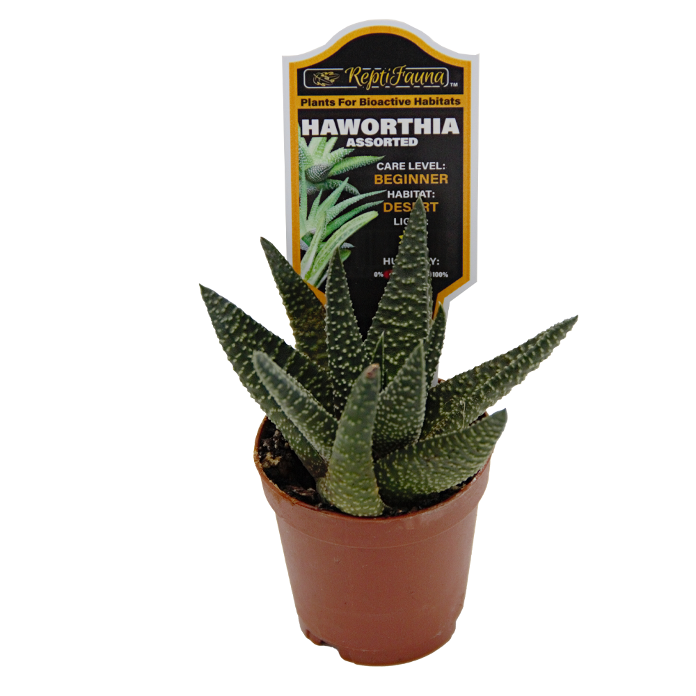 ReptiFauna™ Haworthia desert plant