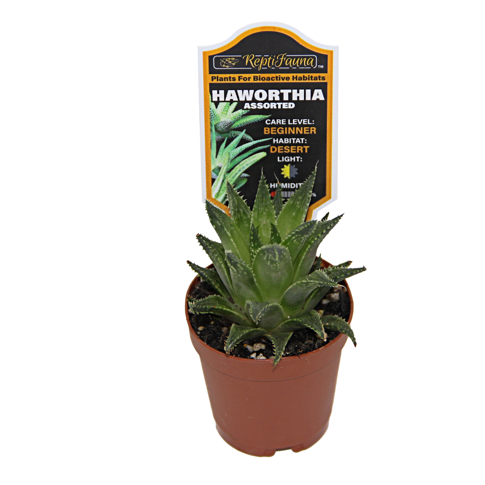 ReptiFauna™ Haworthia desert plant