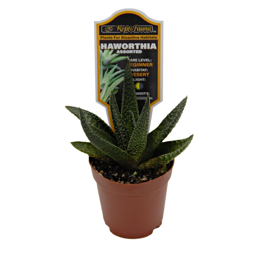 ReptiFauna™ Haworthia desert plant