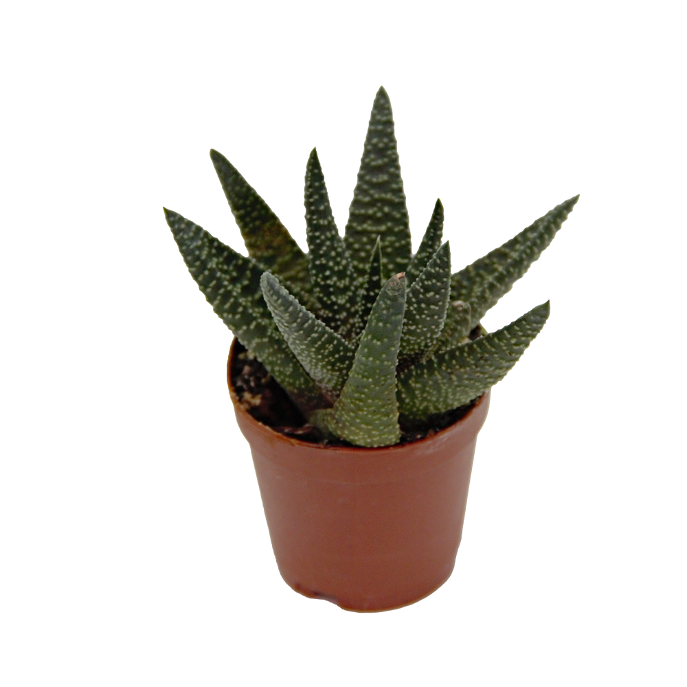 ReptiFauna™ Haworthia desert plant