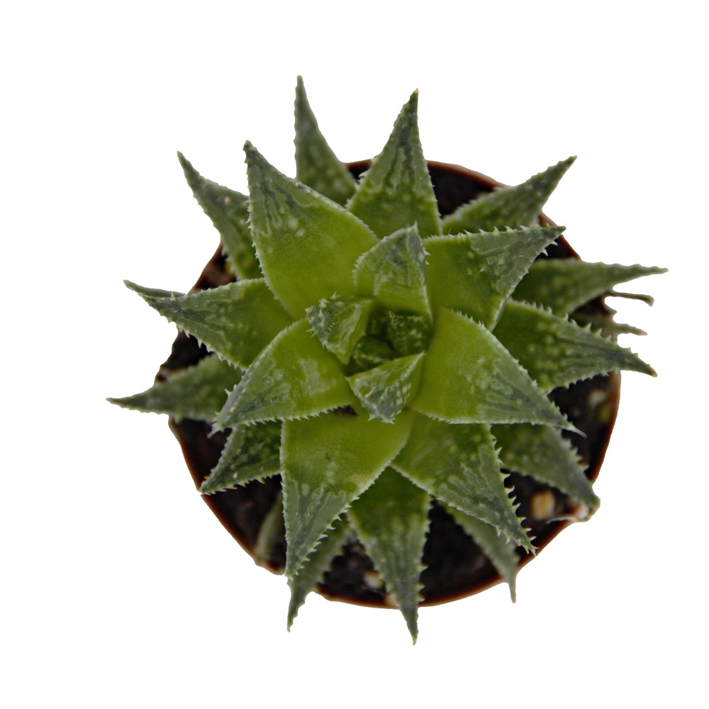 ReptiFauna™ Haworthia desert plant