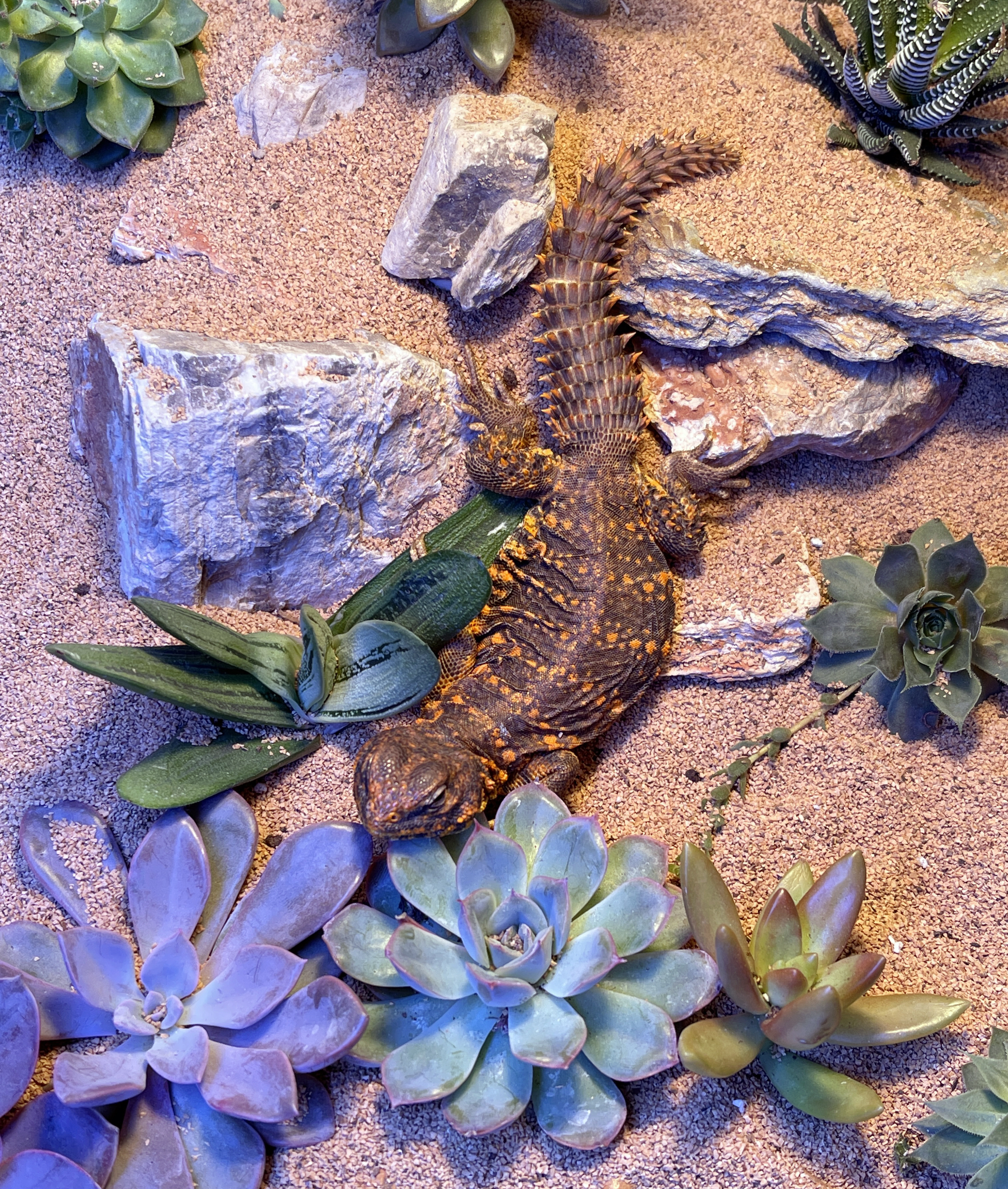 ReptiFauna™ Haworthia in reptile terrarium