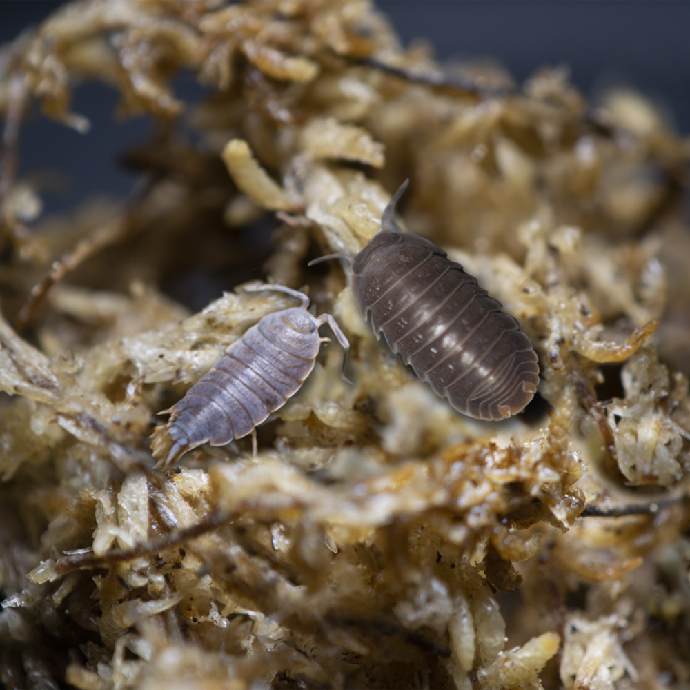 ReptiFauna™ Isopods Little Sea & Powder Blue