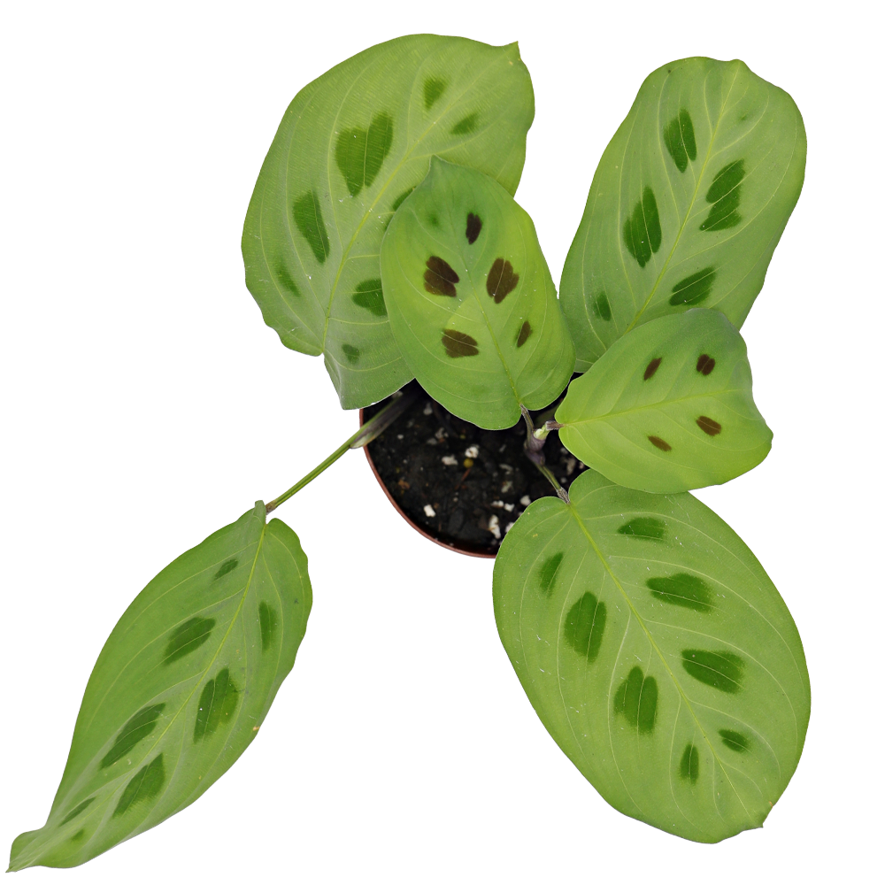 ReptiFauna™ Assorted Maranta