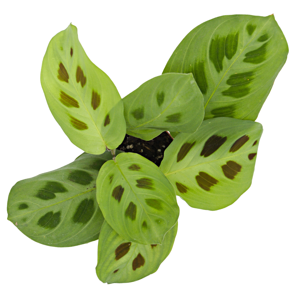 ReptiFauna™ Assorted Maranta